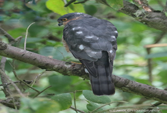 SPARROWHAWK (Accipiter nisus)